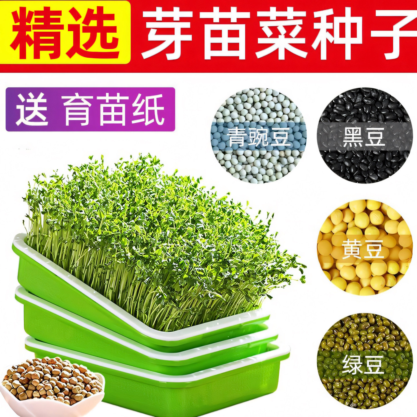 豌豆小麦发芽设备种植盘水培蔬菜图片