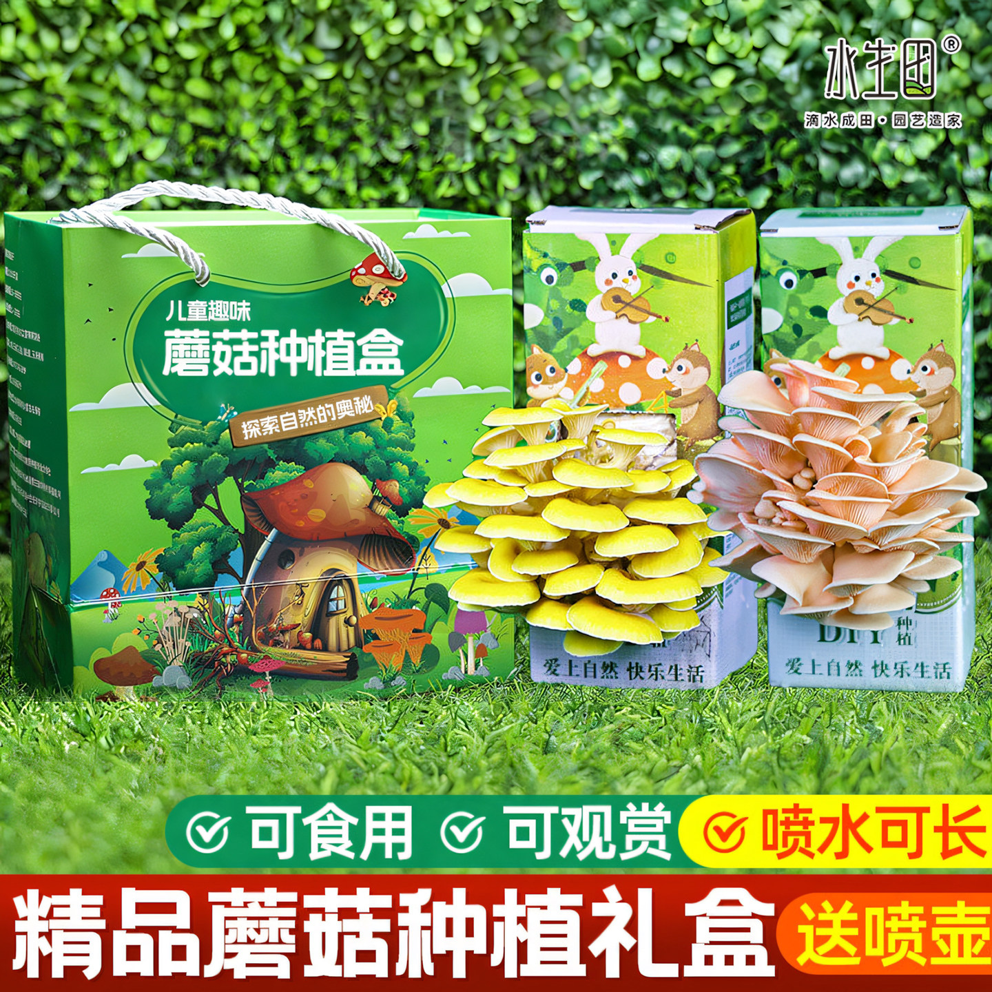 可食用蘑菇菌包盒子家庭种植包儿童平菇新鲜菌种批发懒人菌棒盆栽