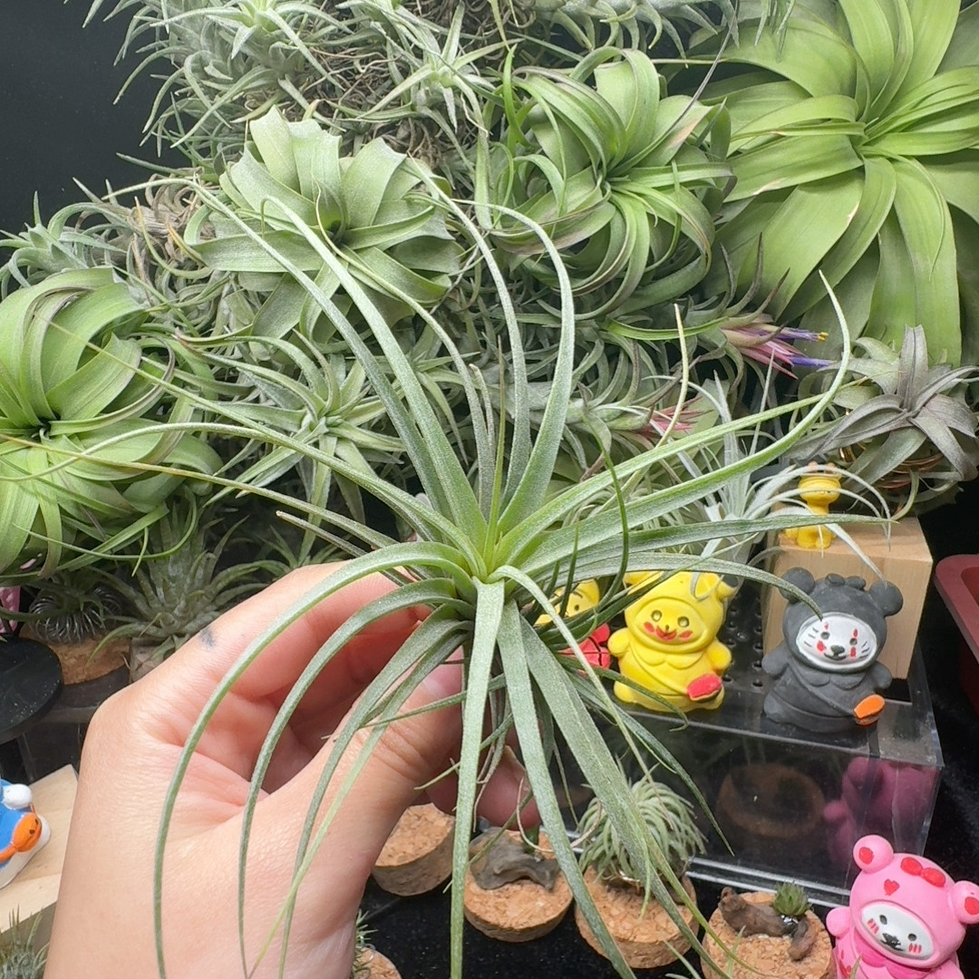 可乐卷,鲜花速递/花卉仿真/绿植园艺,红掌/凤梨/温室花卉,淘宝优惠券,粉丝福利购,淘宝优惠卷