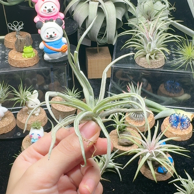 香花矮树猴