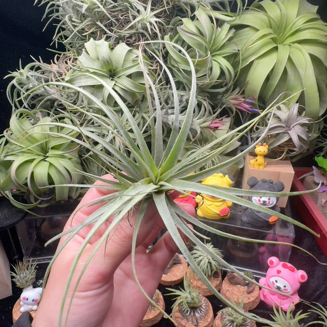 可乐卷,鲜花速递/花卉仿真/绿植园艺,红掌/凤梨/温室花卉,淘宝优惠券,粉丝福利购,淘宝优惠卷