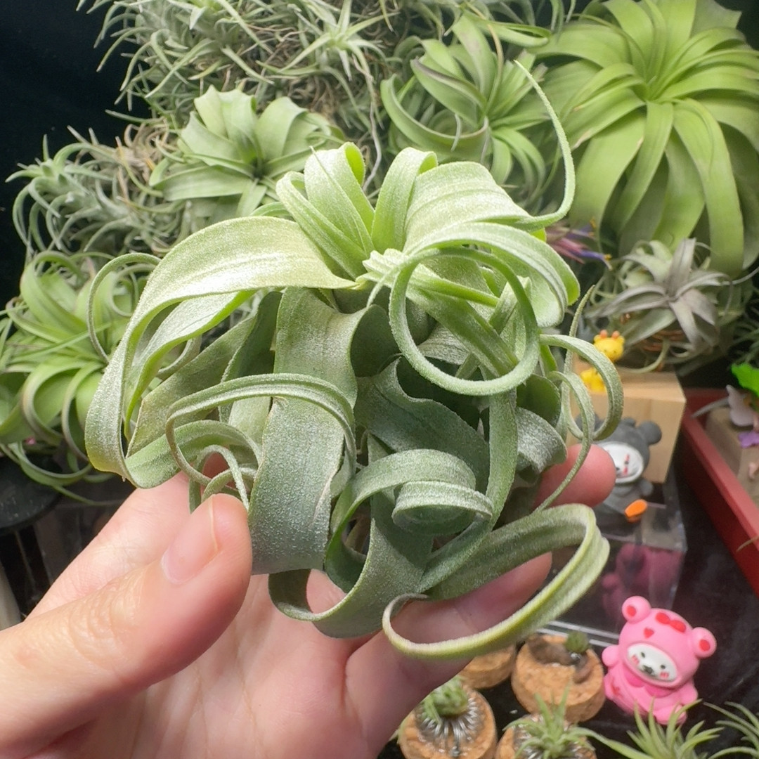 电卷,鲜花速递/花卉仿真/绿植园艺,红掌/凤梨/温室花卉,淘宝优惠券,粉丝福利购,淘宝优惠卷