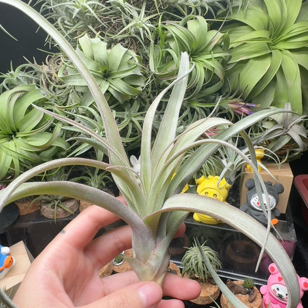 卡橙卷,鲜花速递/花卉仿真/绿植园艺,红掌/凤梨/温室花卉,淘宝优惠券,粉丝福利购,淘宝优惠卷