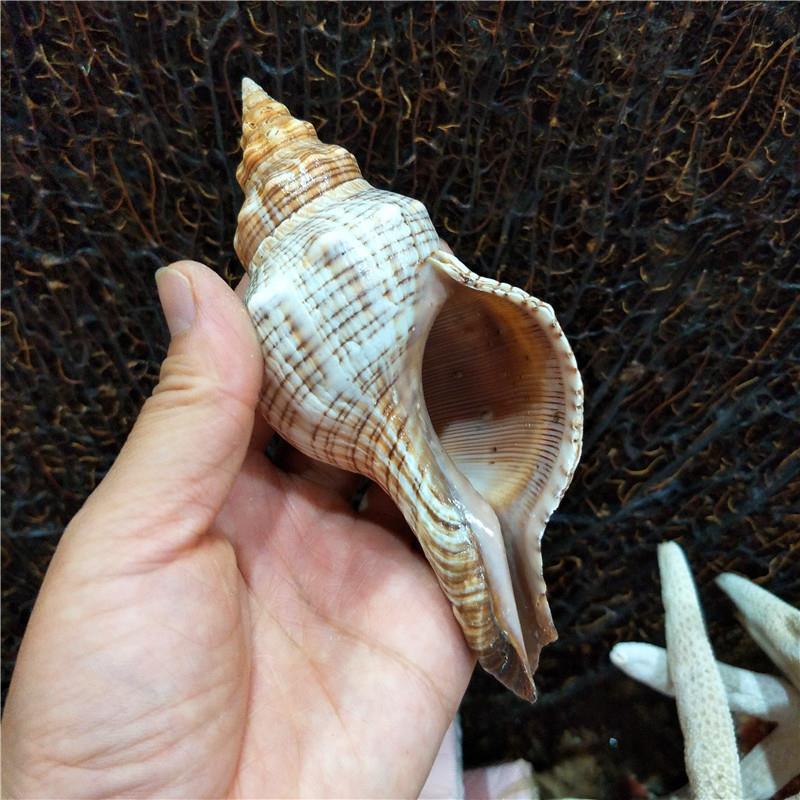 天然贝壳海螺贝壳羊角螺6/17厘米家居办公水族拍摄道具赤旋螺