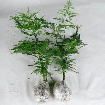 文竹盆栽绿植花卉盆景植物室内客厅水培文松云竹文竹大苗四季常青