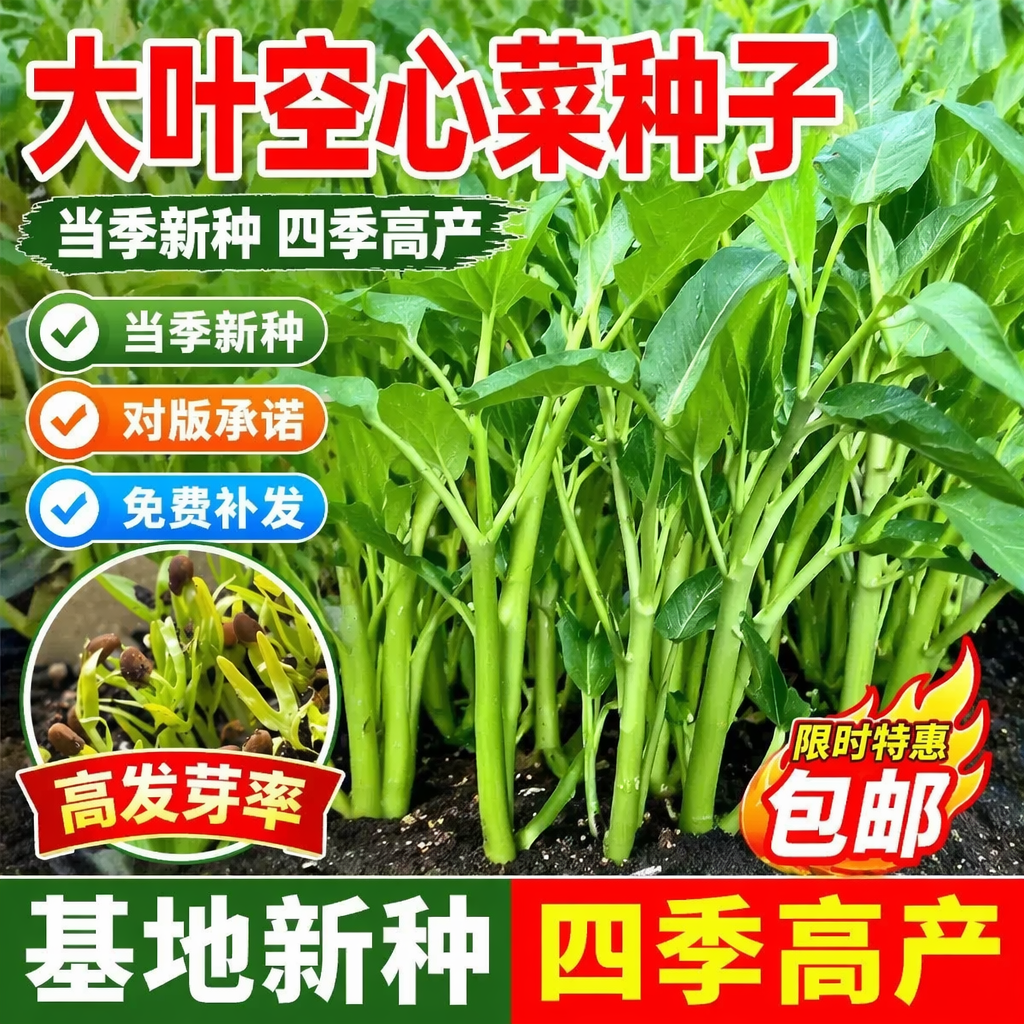 大叶空心菜种子圆叶菜苗菜籽蔬菜大叶空心菜种籽农家盆栽春季四季
