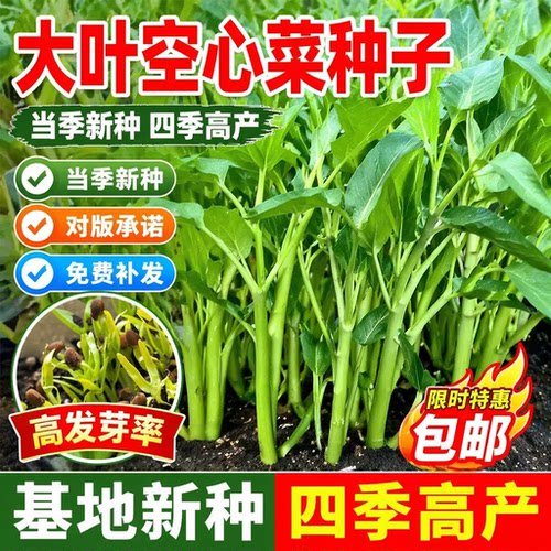 大叶空心菜种子圆叶菜苗菜籽蔬菜大叶空心菜种籽农家盆栽春季四季