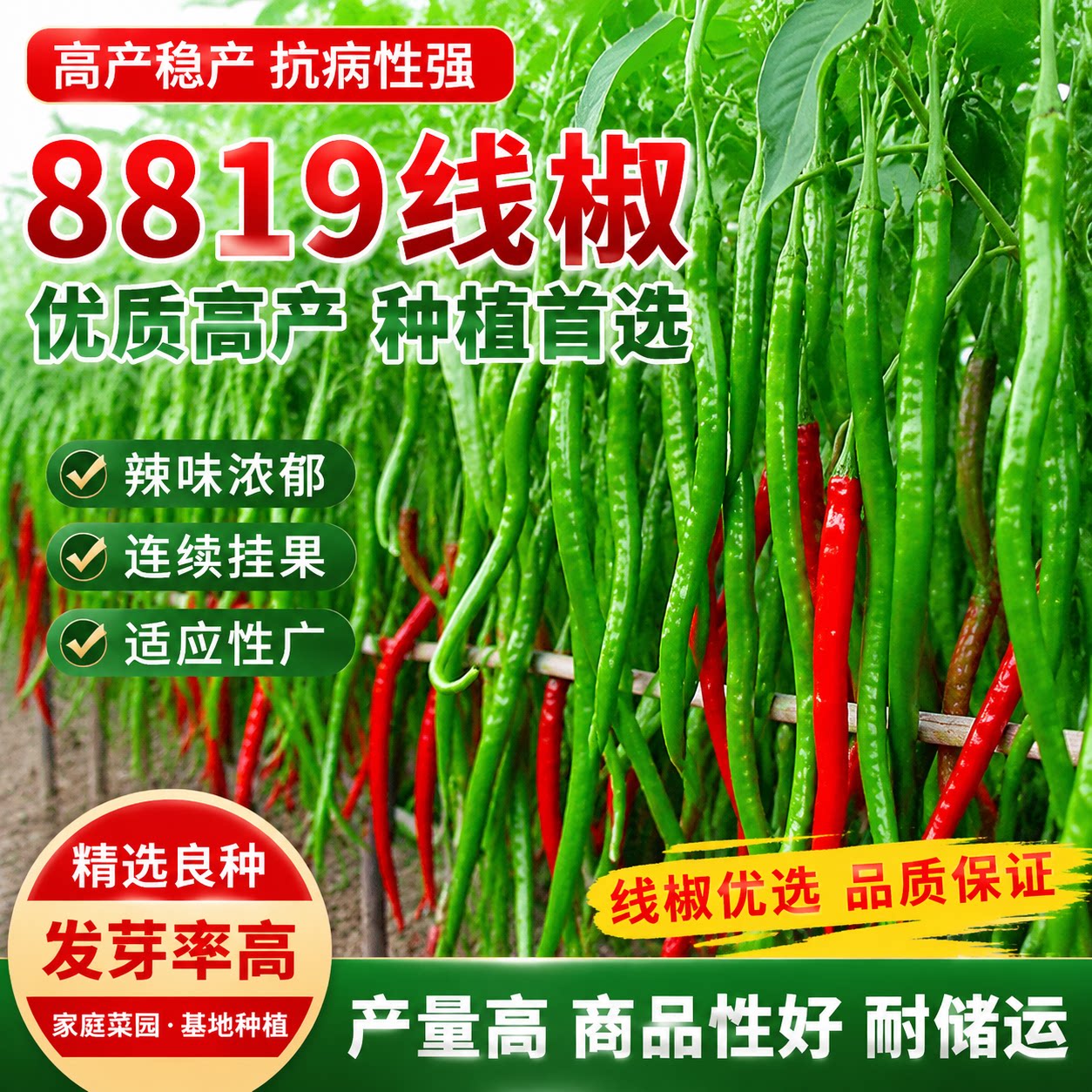 8819线椒种子香辣干辣椒种籽皱皮红辣特长线椒种子四季种植蔬菜籽