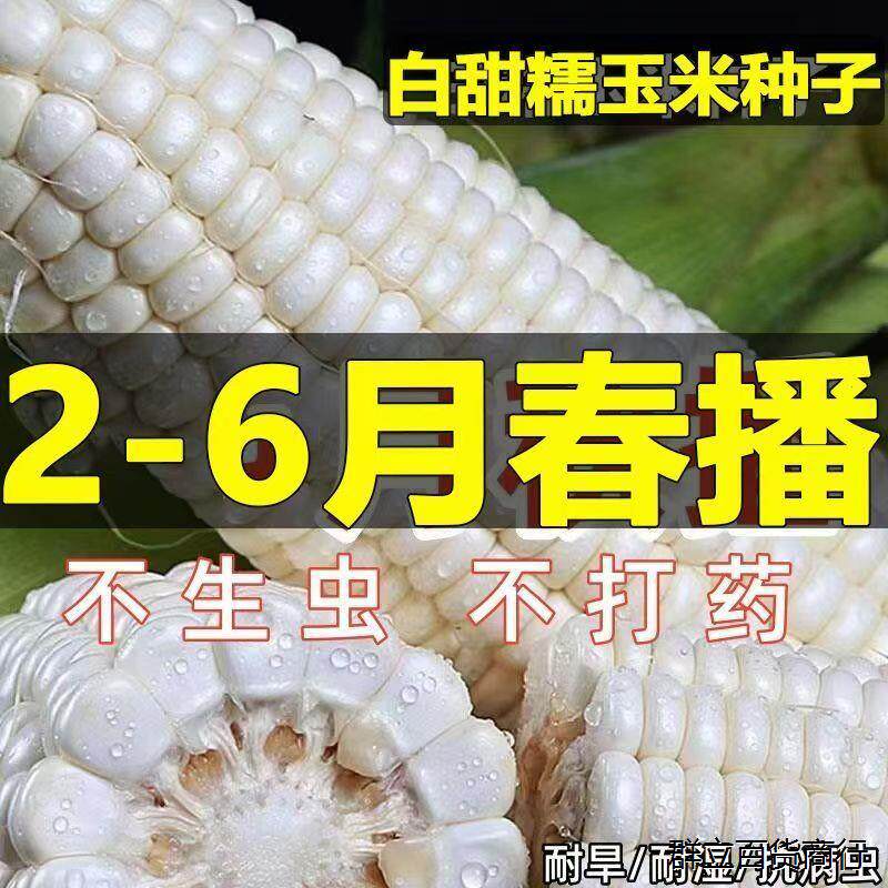 早中熟大棒白糯玉米种子