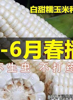 早中熟大棒白糯玉米种子高产苏玉糯14白籽皮薄香甜糯苞米玉米种子