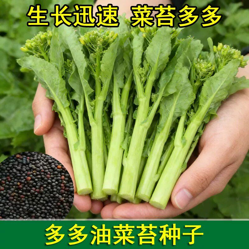 油菜苔种子高产甜脆耐热四季播南方蔬菜种孑阳台盆栽莱菜种籽新种