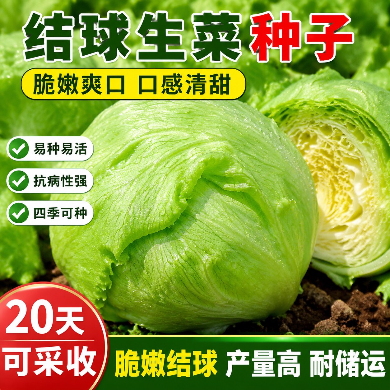 结球生菜种子球生菜种籽包心球形冬季四季盆栽球种蔬菜菜籽孑籽种