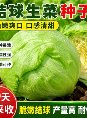 结球生菜种子球生菜种籽包心球形冬季四季盆栽球种蔬菜菜籽孑籽种