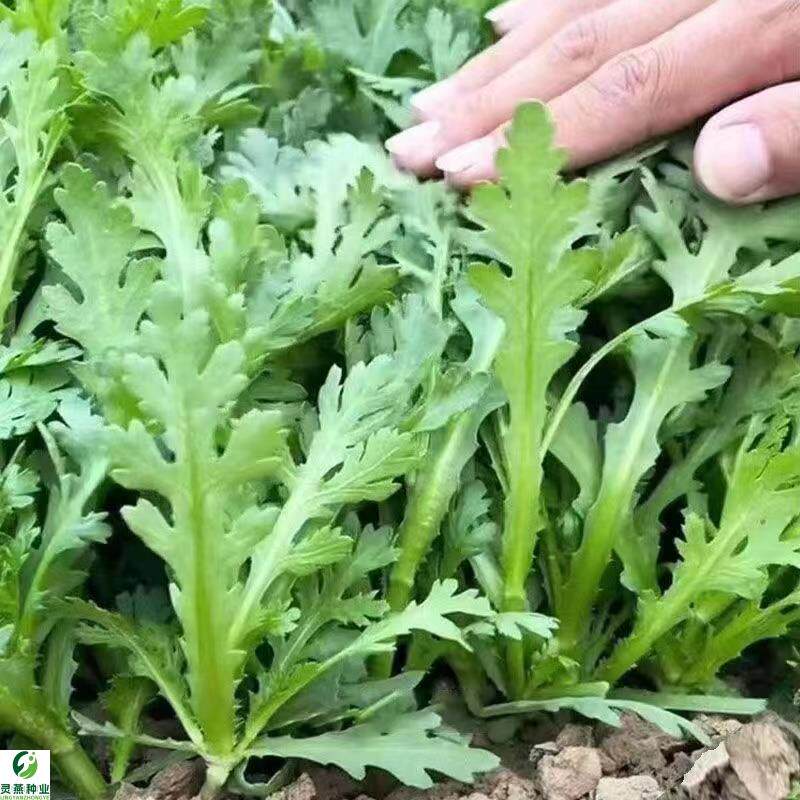 【割完又长】中叶茼蒿菜四季