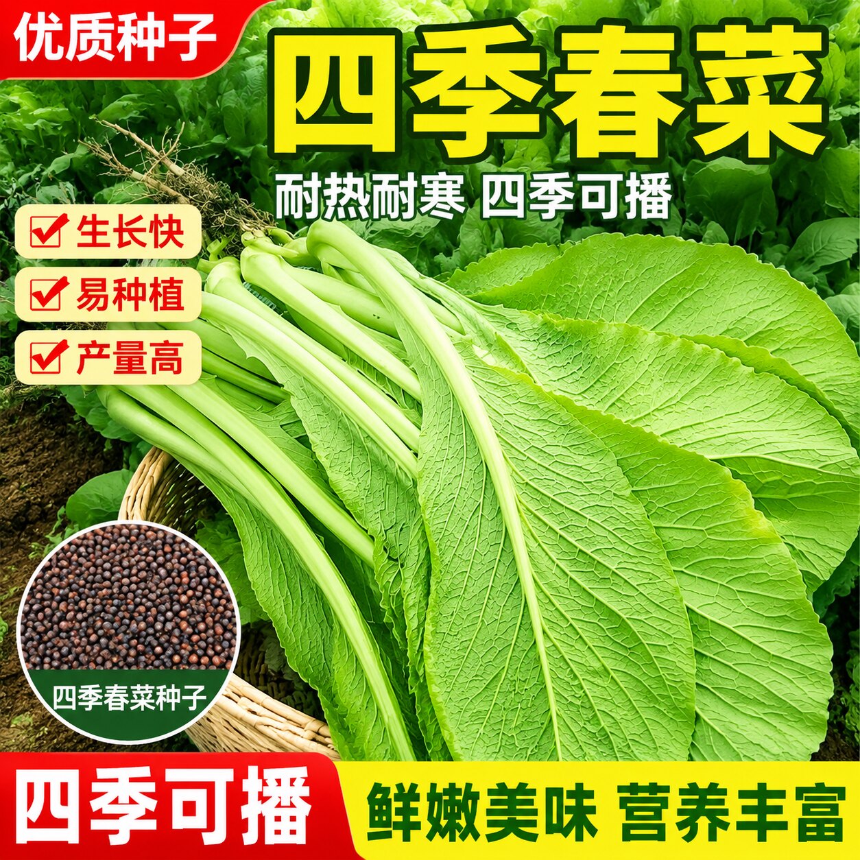 四季春菜潮汕揭阳大叶甜春菜种子30天采收春芥菜种籽菜籽蔬菜种子