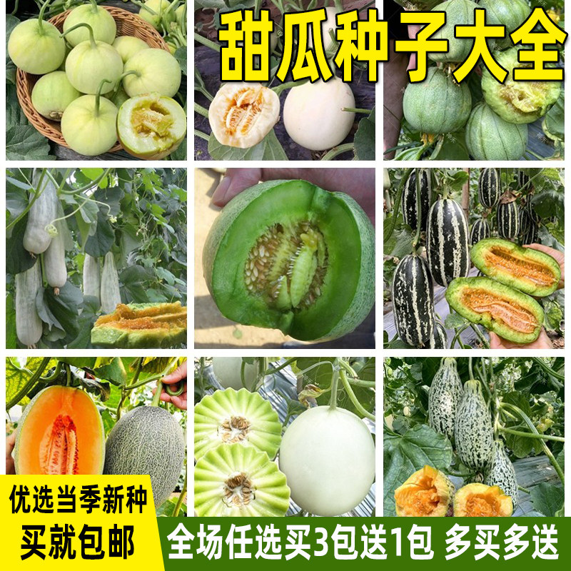 甜瓜种子羊角蜜绿宝石哈密瓜玉菇甜宝香瓜甜瓜种籽大全水果种子孑
