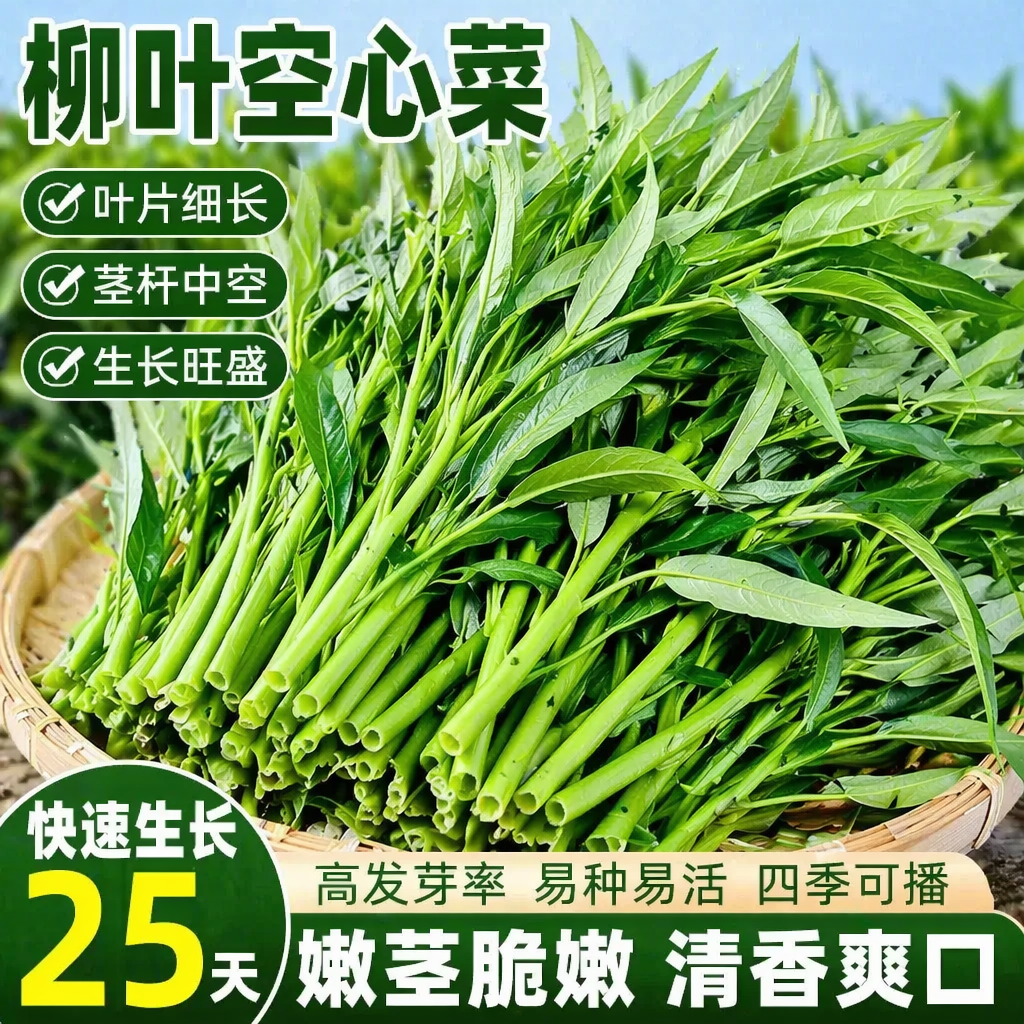 柳叶空心菜种籽四季三叉大全水青梗阳台农家盆栽蔬菜种子柳叶种孑