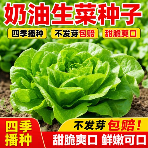 奶油生菜种籽沙拉生菜籽种四季夏季菜籽农家水培阳台蔬菜种子种孑