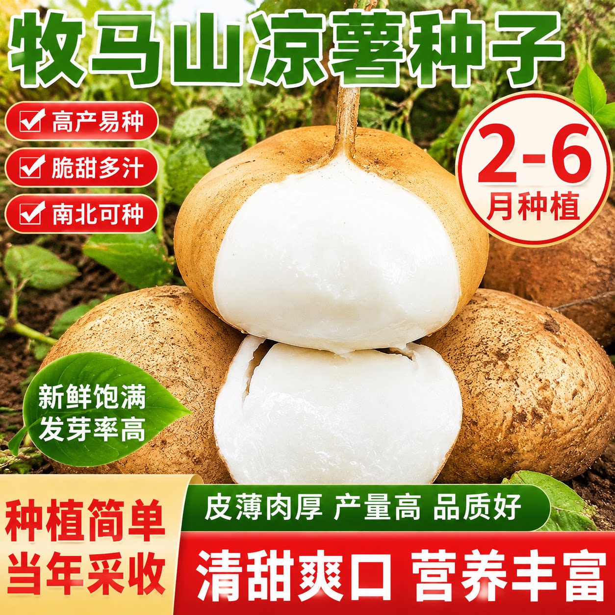 牧马山地瓜种子早熟高产凉薯水果沙葛凉瓜土瓜春夏秋农家自种蔬菜
