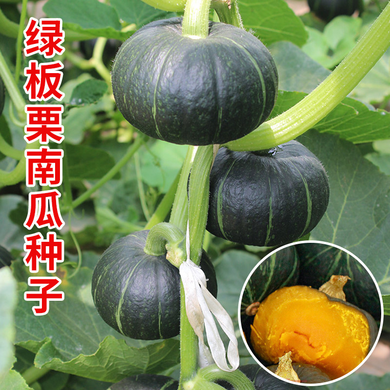 贝贝绿板栗小南瓜种子香甜板栗味