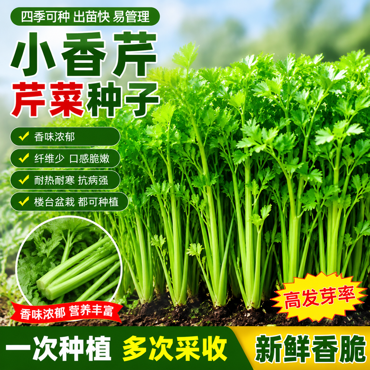 四季小香芹种子脆嫩清香芹菜种籽春季秋季旱芹籽庭院蔬菜种子大全