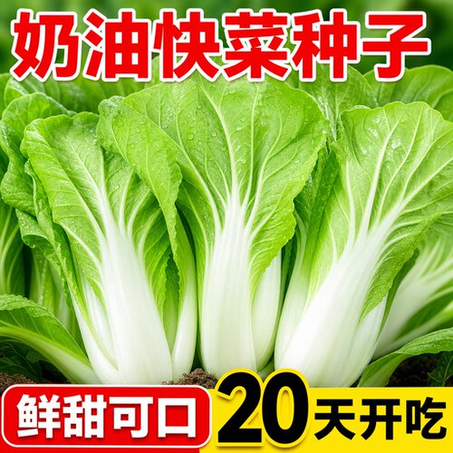 奶油速生快菜种子20天可吃早熟耐热小白菜种籽孑菜园盆栽四季播种