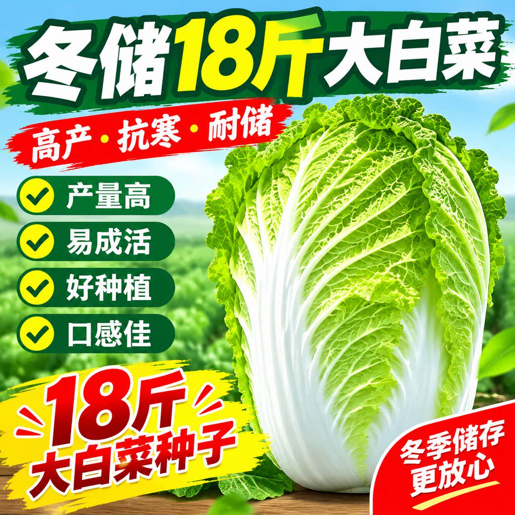 十八斤冬储白菜种子叶多无筋高产抗病秋季播大田种植大白菜蔬菜