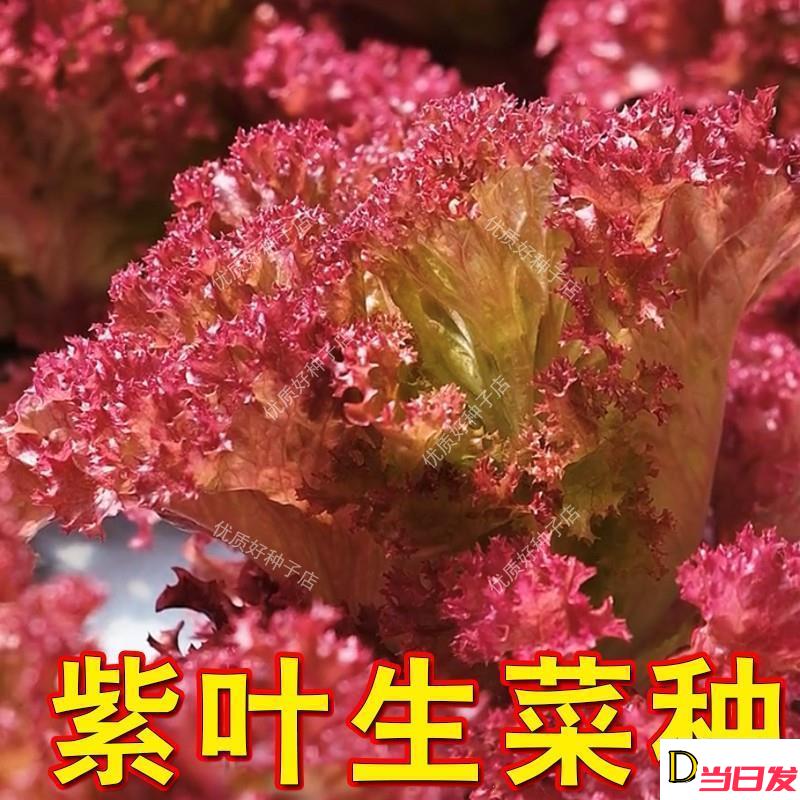 紫叶生菜种子奶油生菜种籽速生意大利生菜种孑家庭阳台四季蔬菜种