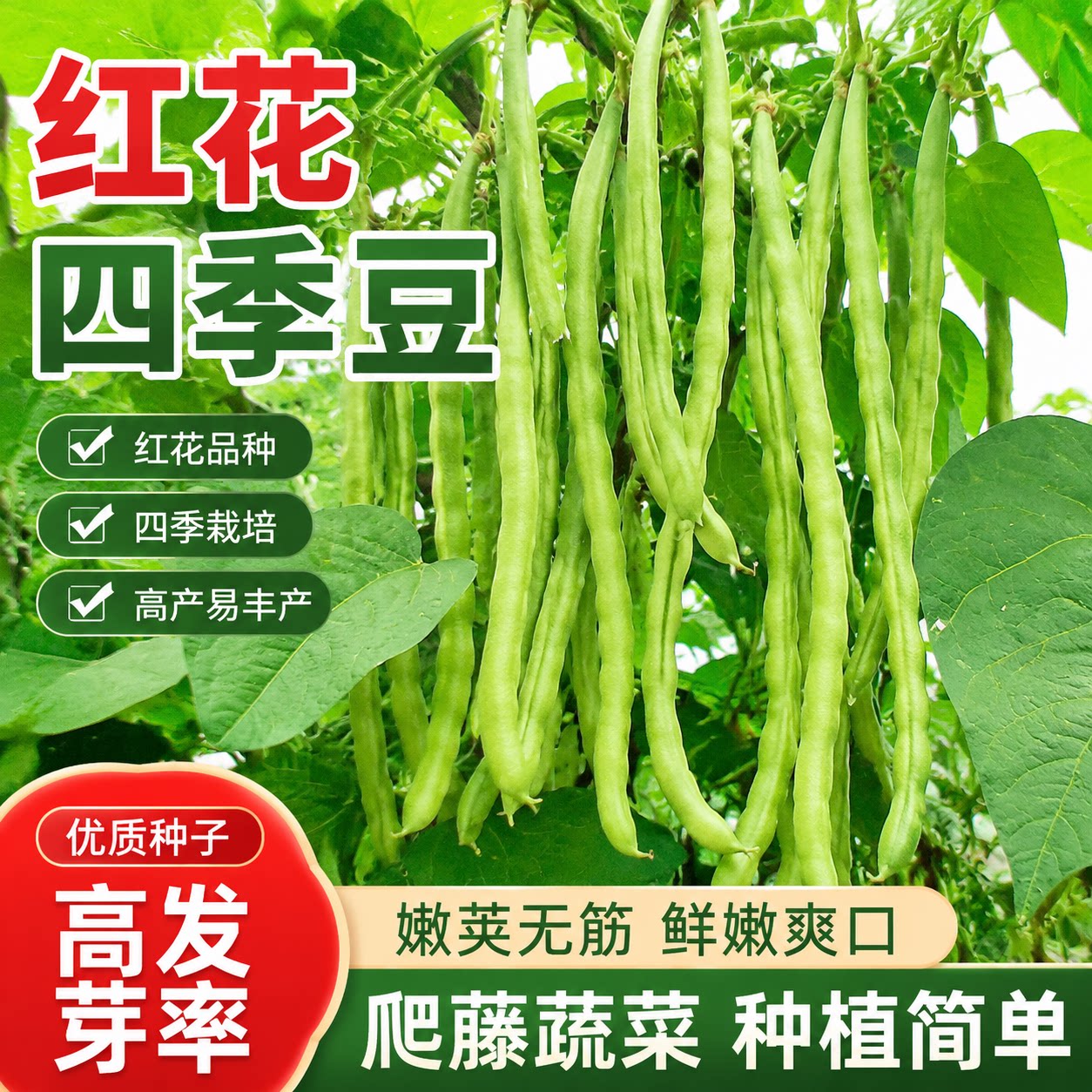 高产早熟红花有架四季豆种子爬藤四季播芸豆豆角种子无筋四季豆种