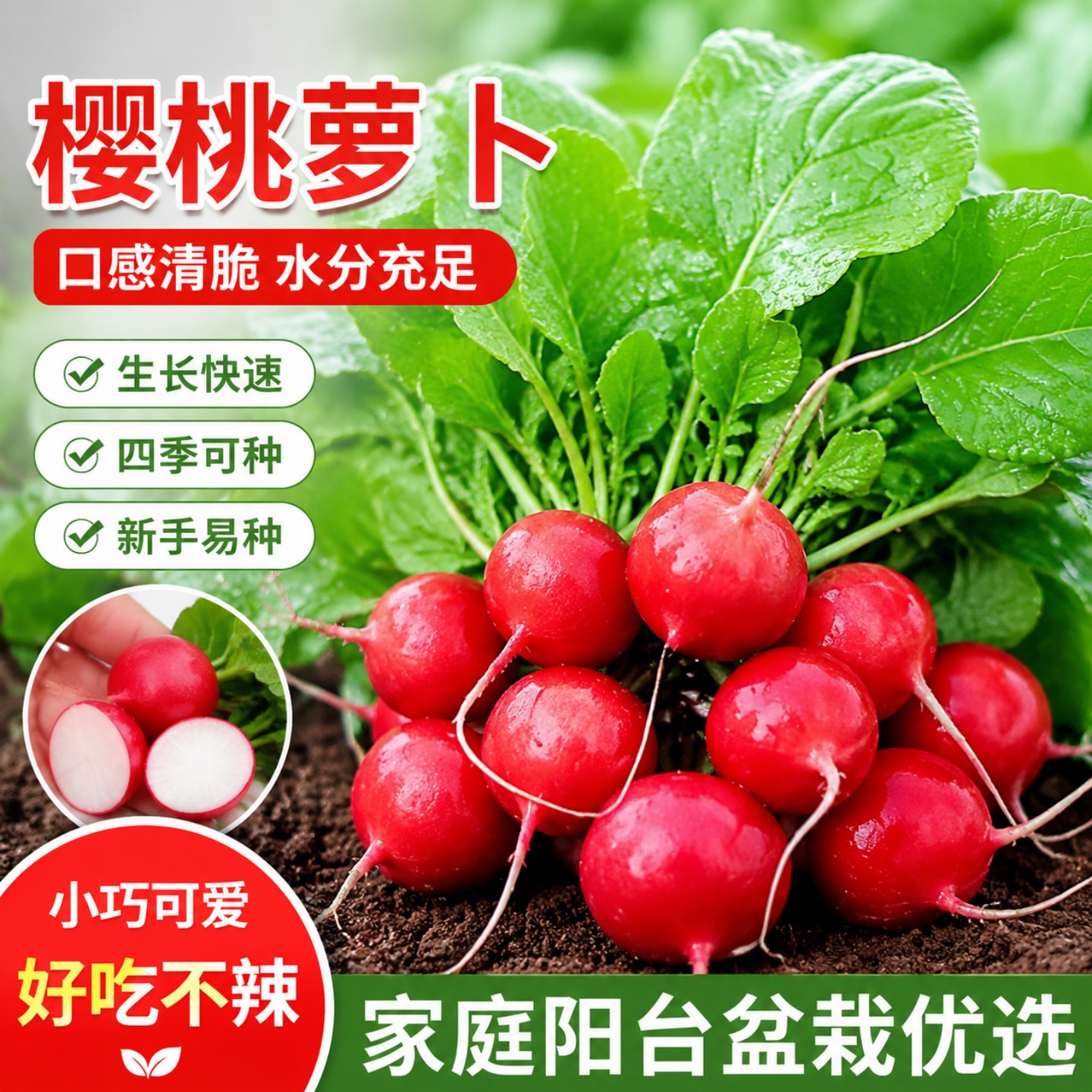 樱桃萝卜种子正品水果春秋菜籽