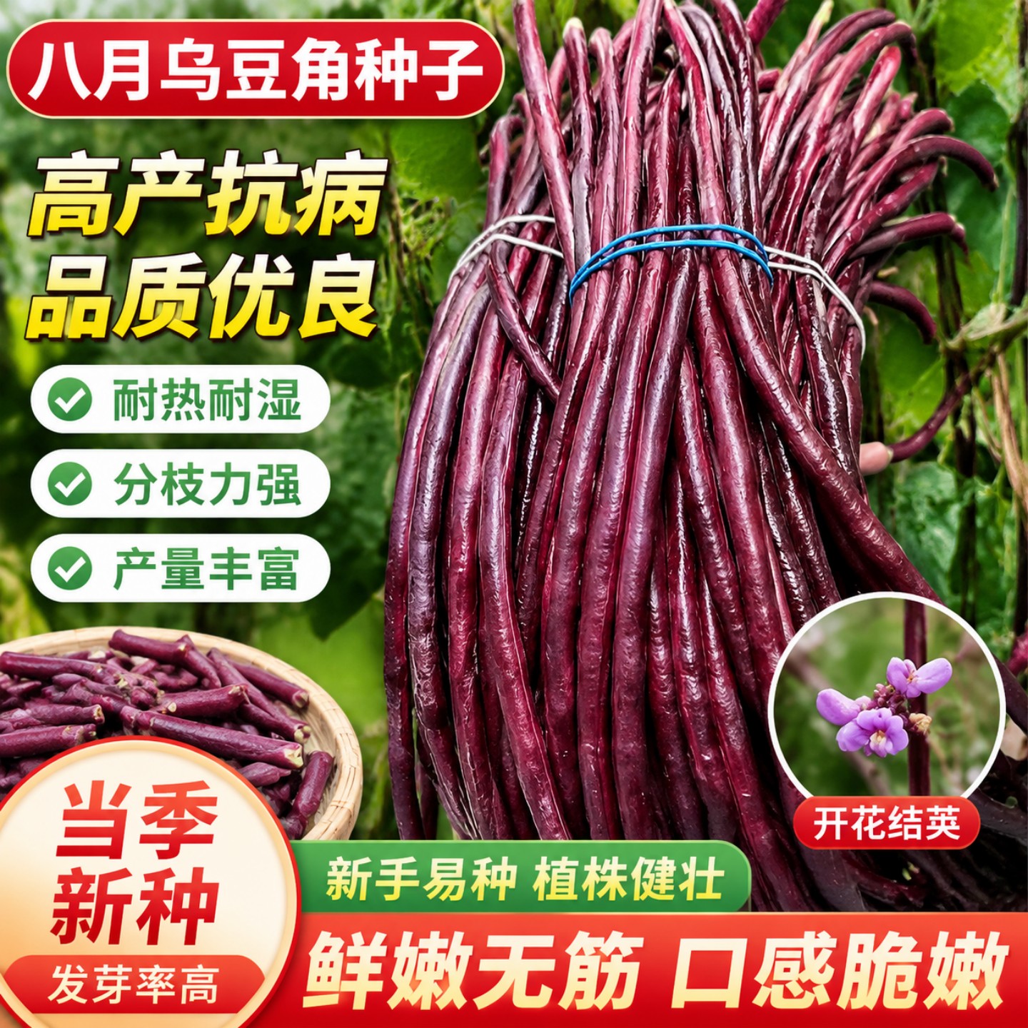 八月乌秋豆角种子紫红豇豆角