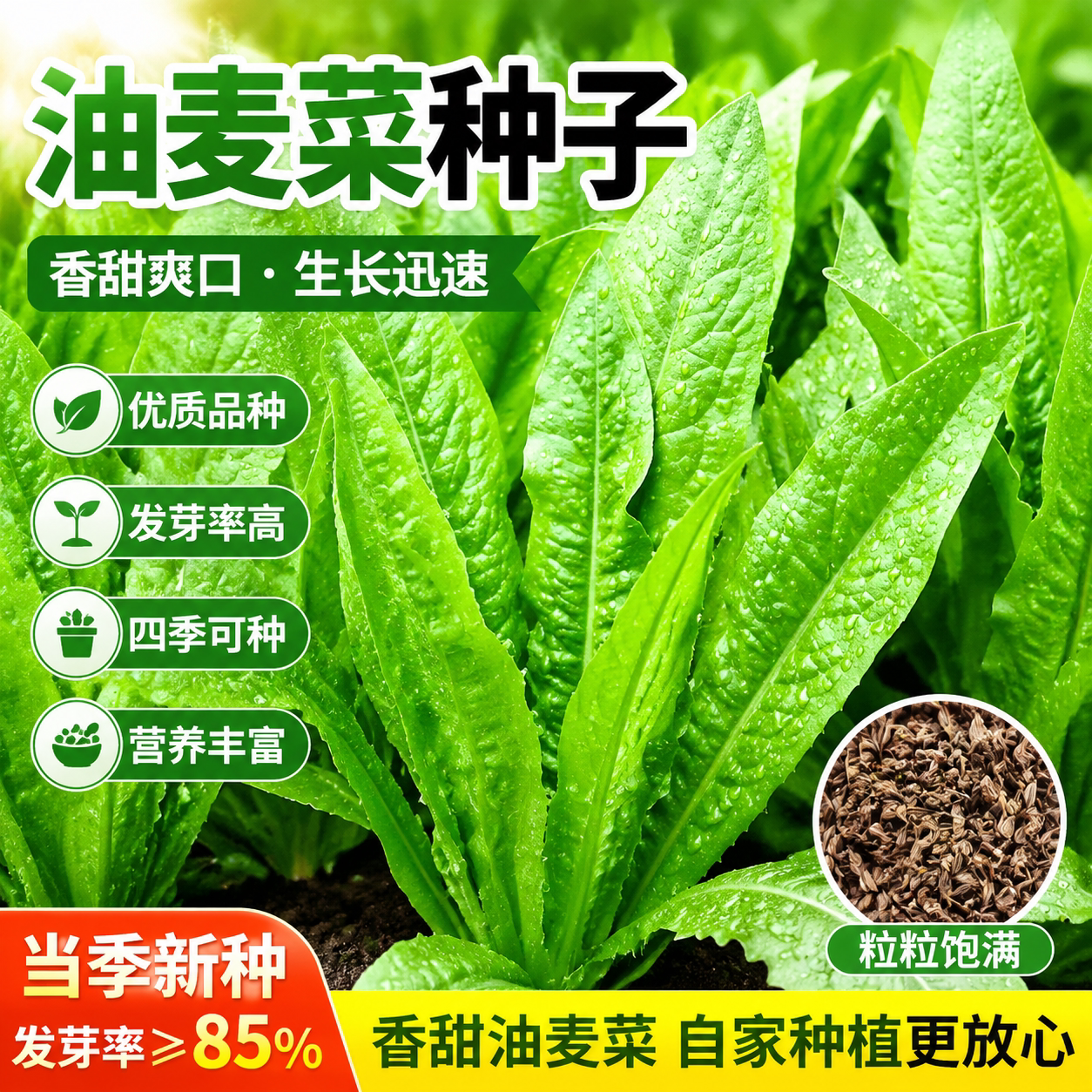 油麦菜种子大叶耐热四季农家阳台盆栽油麦苦菜大颗青菜蔬菜种籽