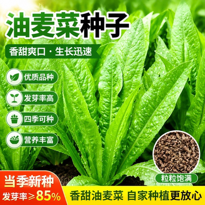 油麦菜种子大叶耐热四季农家阳台盆栽油麦苦菜大颗青菜蔬菜种籽