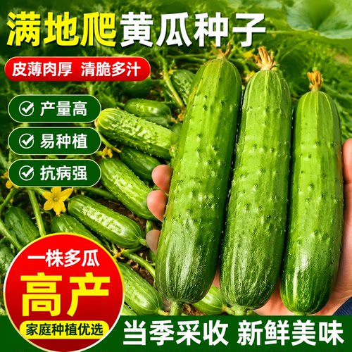 懒人水果黄瓜种子满地爬不搭架阳台盆栽四季播种青瓜疏蔬菜种籽孑