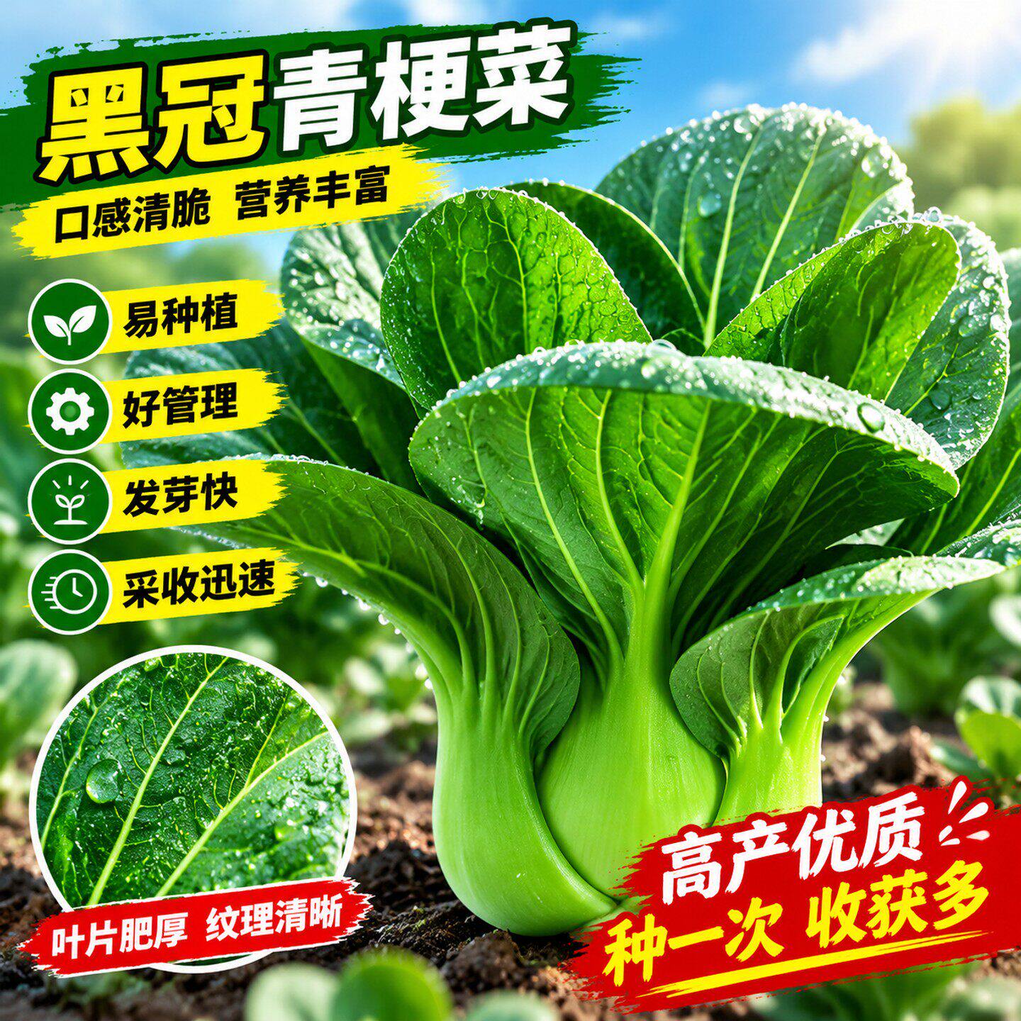黑甜糯黑大头黑种子叶矮脚苏州青种籽四季小白菜孑上海青种子大全