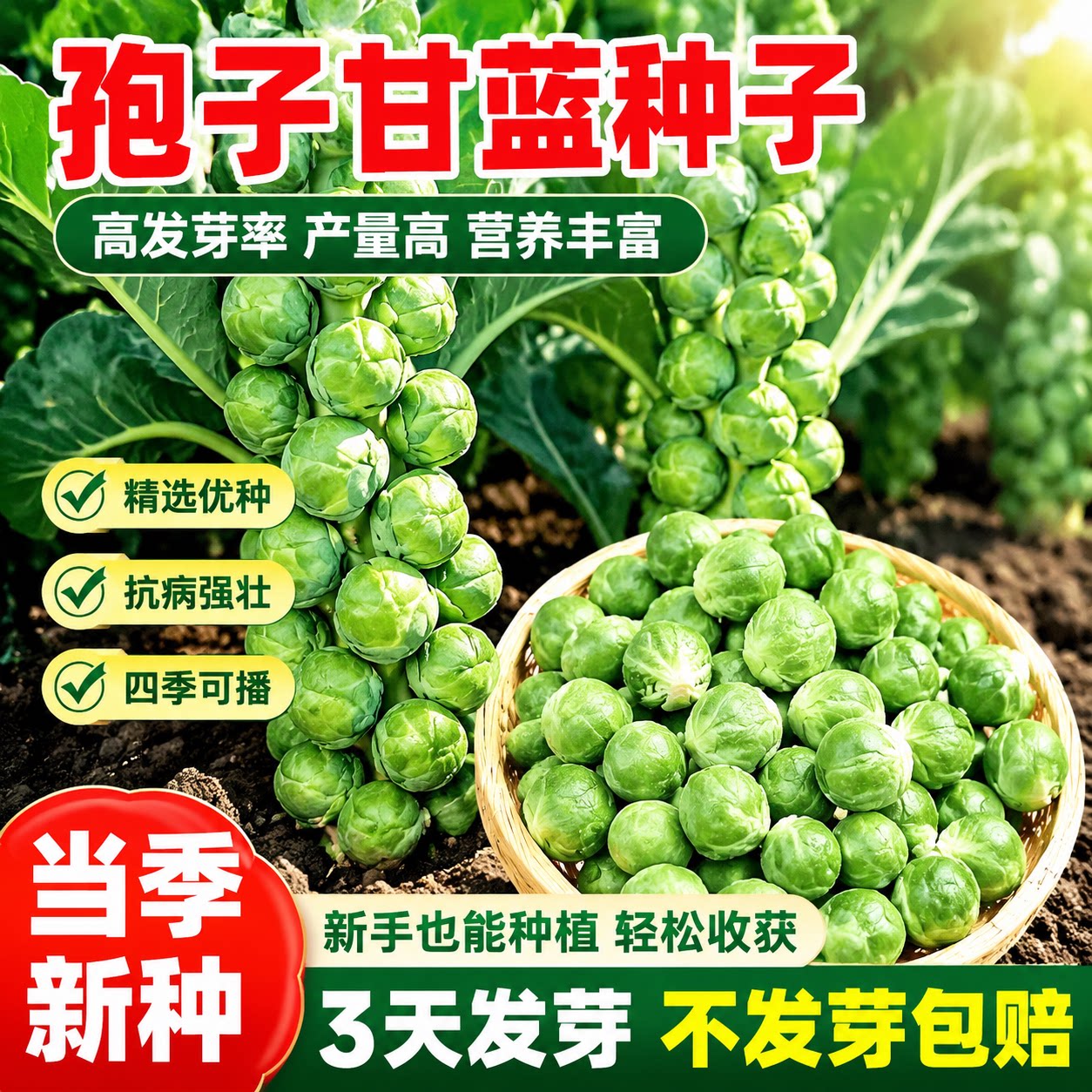 耐热孢子甘蓝种子抗热盆栽地栽观赏蔬菜春秋夏天播蔬菜种子阳台种