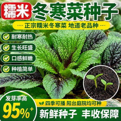 四季本地客家红糯米冬寒菜种籽大全青菜四川冬苋菜孑春秋冬葵菜种