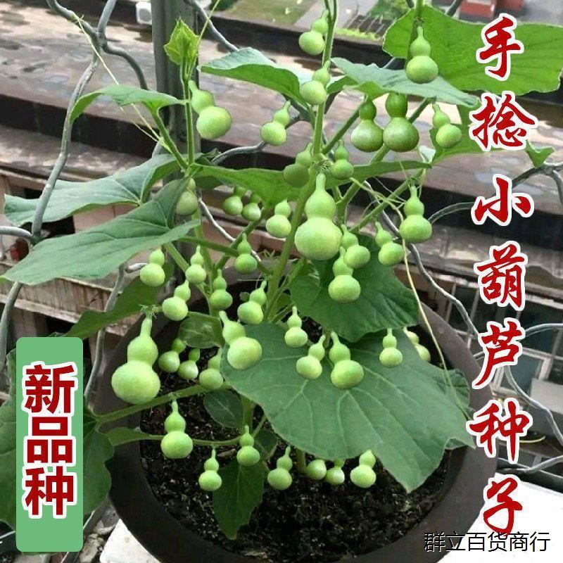天然文玩手捻特小葫芦种子