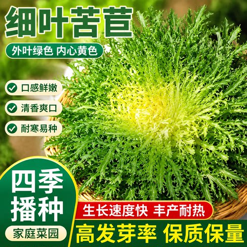 苦菊菜种子春秋冬凉拌苦菊菜新鲜蔬菜细叶苦苣种子混合蔬菜沙拉菜