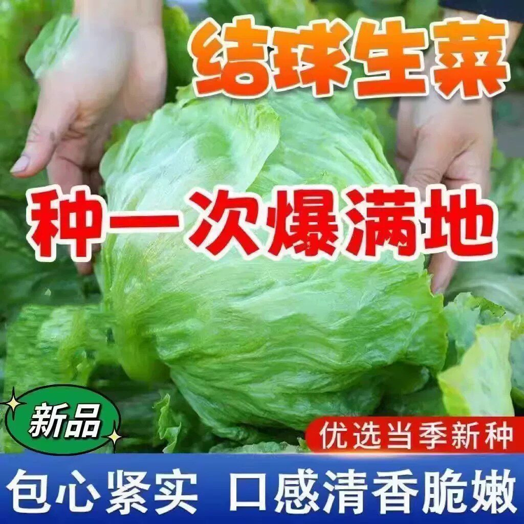 球形生菜种子圆生菜春夏秋四季播生菜种子球菜种子结球玻璃生菜