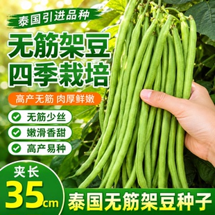 无筋架豆王种子泰国无筋豆种籽豆角长芸豆蔬菜四季豆青豆高产无筋