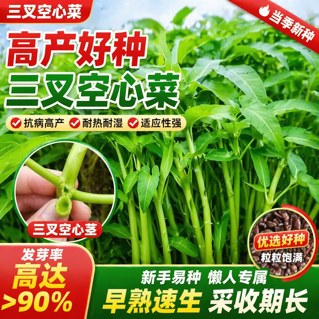 三叉空心菜种籽蕹菜通心菜种子竹叶菜四季高产盆栽大叶青菜种子孑