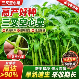 三叉空心菜种籽蕹菜通心菜种子竹叶菜四季高产盆栽大叶青菜种子孑