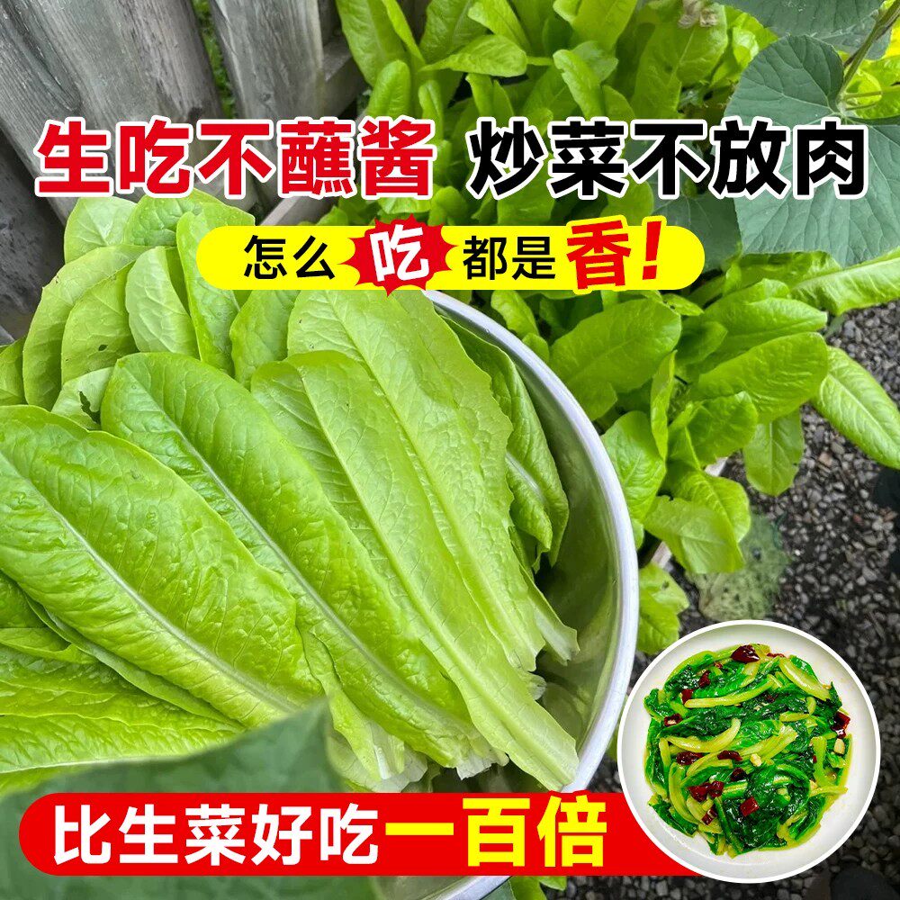孔雀菜种子罗马寿司直立菜种子耐寒耐热阳台盆栽小院种植蔬菜种子