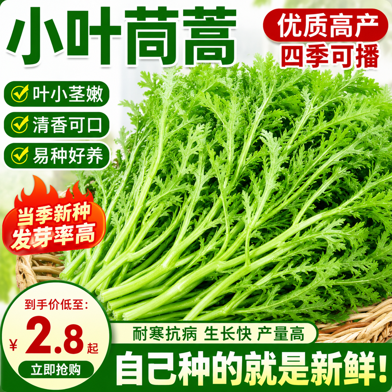 小叶茼蒿种子大全农家茼蒿种籽菜籽四季皇帝菜青菜蔬菜种孑