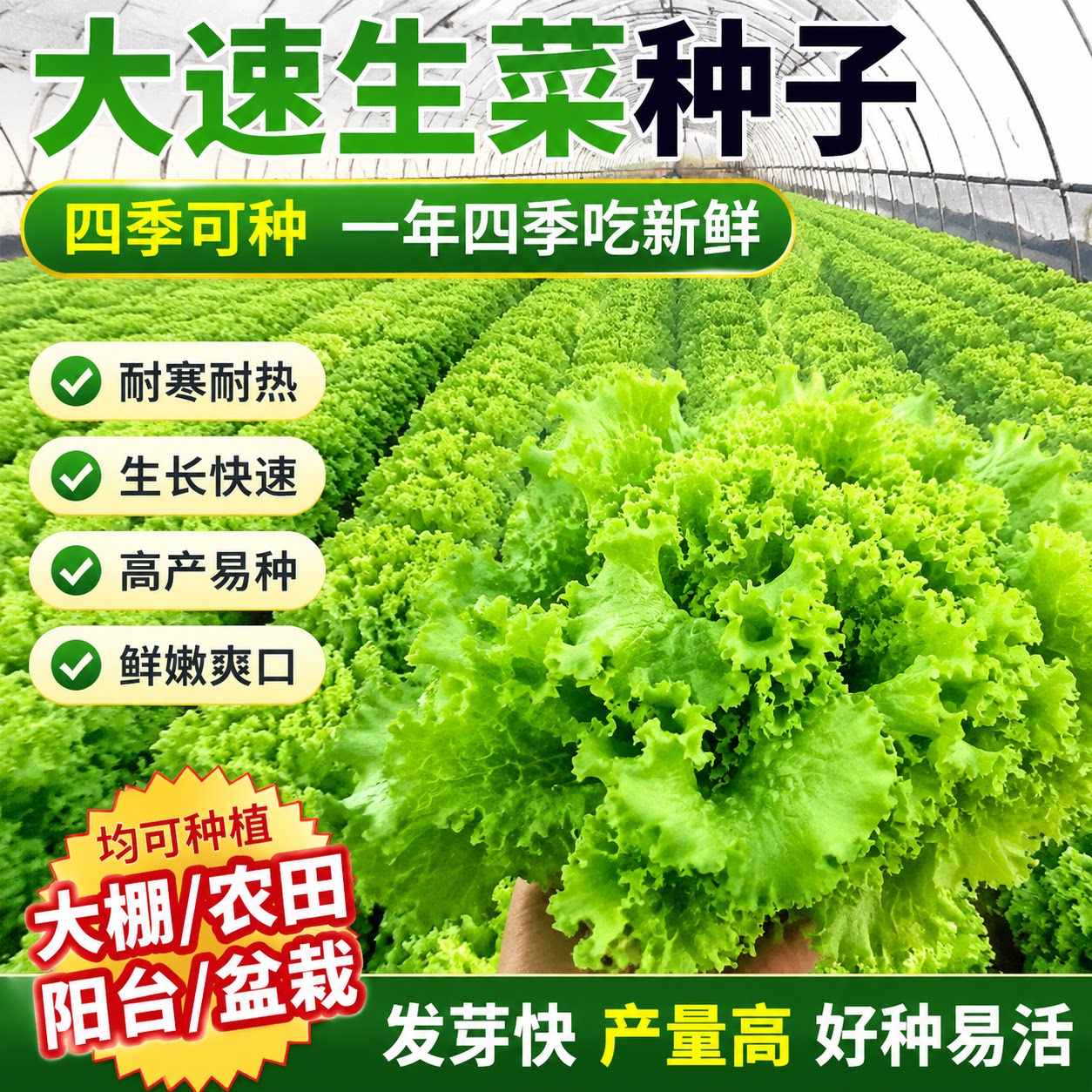 大速生菜种子高产四季播种生菜耐寒易种植可盆栽水培生吃蔬菜种子