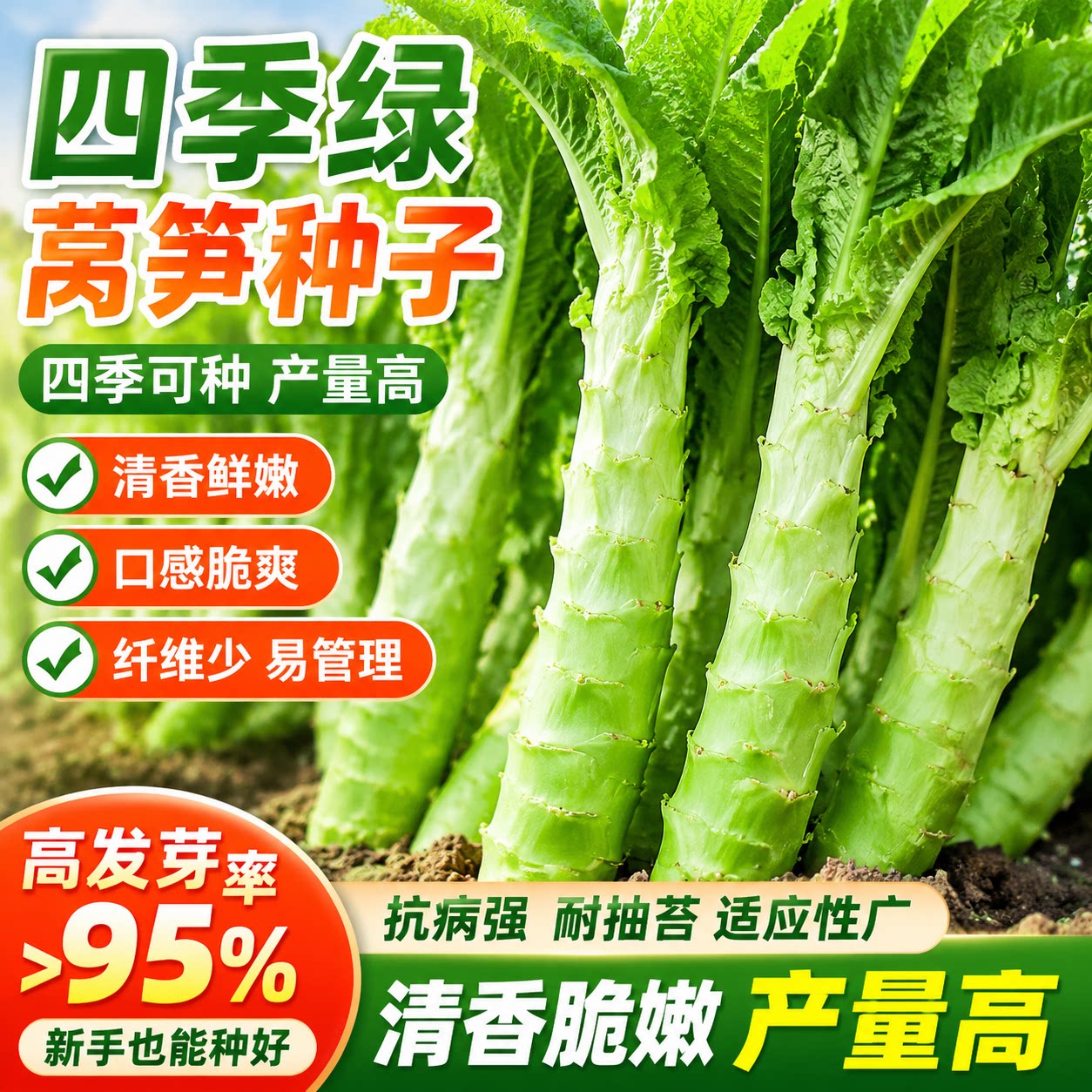 四季莴笋种子青皮绿肉香莴笋种子高产耐热耐寒春秋冬蔬菜种子大全