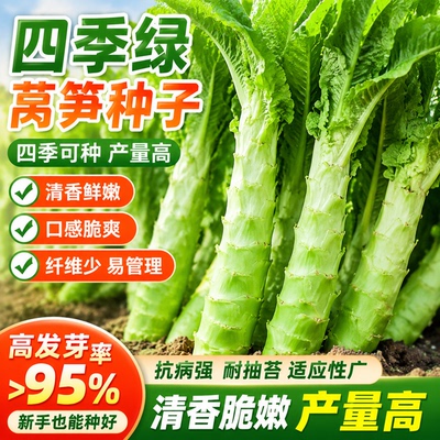 四季莴笋种子青皮绿肉香莴笋种子高产耐热耐寒春秋冬蔬菜种子大全