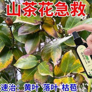 山茶花营养液专治黄叶落叶枯萎花苞干枯掉落不开花免稀释高效液肥