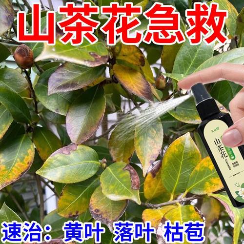 专治黄叶落叶枯萎山茶花营养液